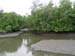Mangrove1